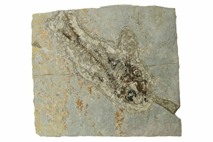 Oligocene Fossil Deep-Sea Hatchetfish (Polyipnus) - Poland #374280